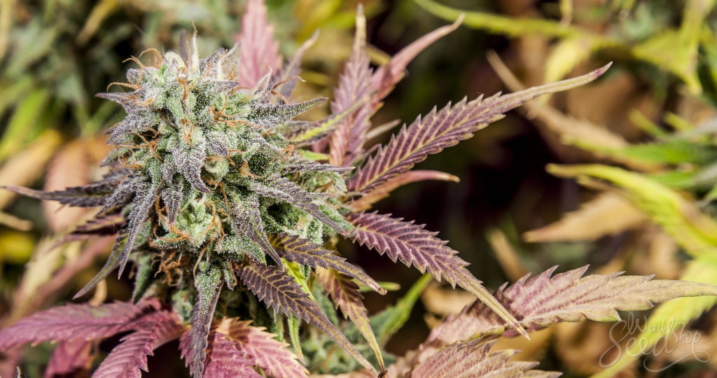 Die vielfältigen Verwendungszwecke von Cannabis Samen in der Medizin