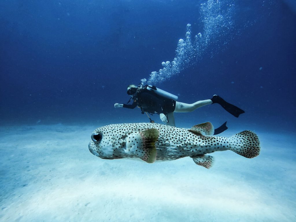Cozumel erkunden: Mexiko Tauchen mit der deutschen Expertise von DeepDiveMexico