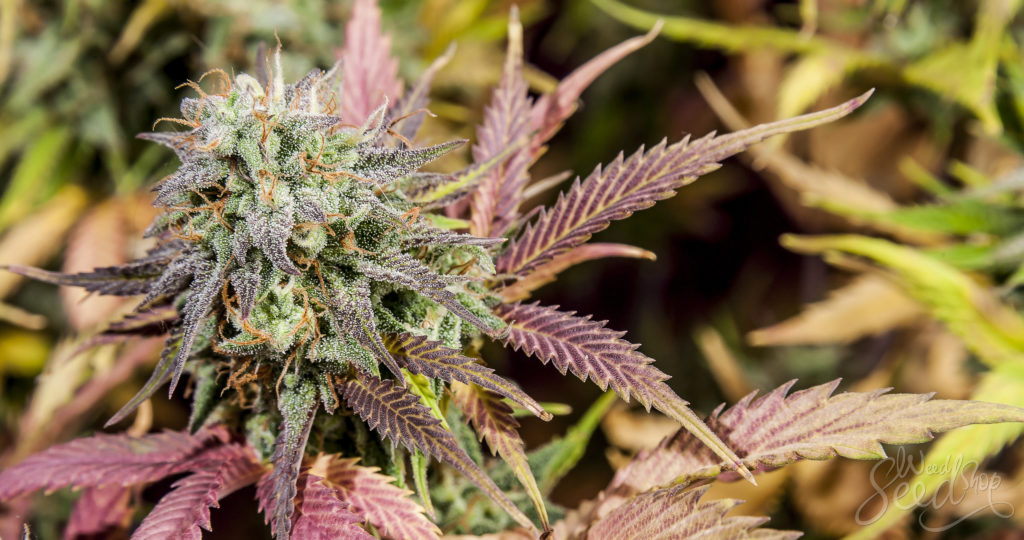 Die vielfältigen Verwendungszwecke von Cannabis Samen in der Medizin
