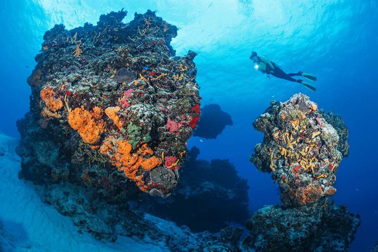 Cozumel erkunden: Mexiko Tauchen mit der deutschen Expertise von DeepDiveMexico