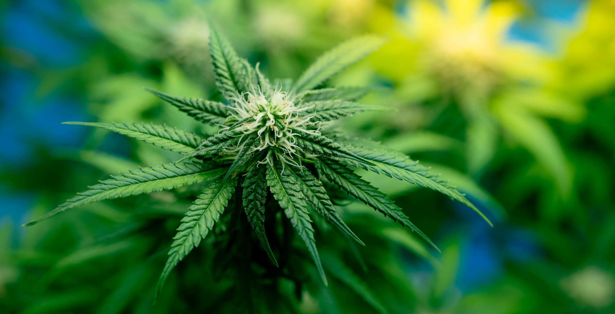 Große Auswahl an Top-Genetiken – Weed Samen kaufen mit Garantie