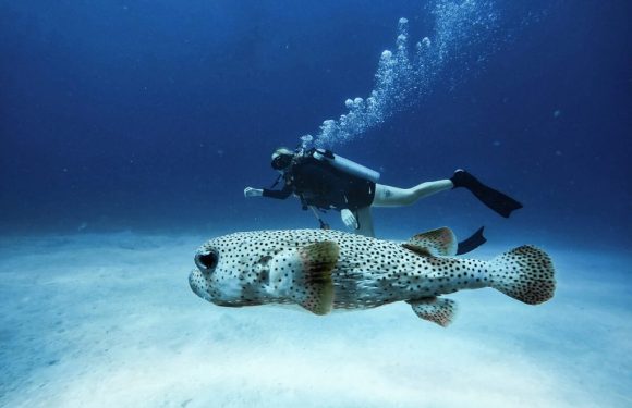 Cozumel erkunden: Mexiko Tauchen mit der deutschen Expertise von DeepDiveMexico