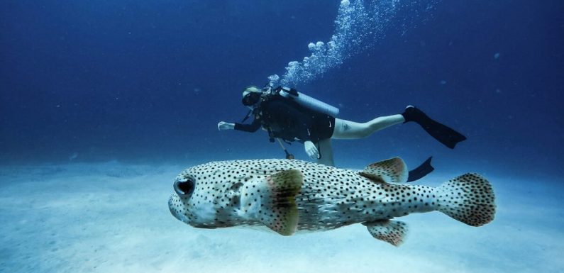 Cozumel erkunden: Mexiko Tauchen mit der deutschen Expertise von DeepDiveMexico